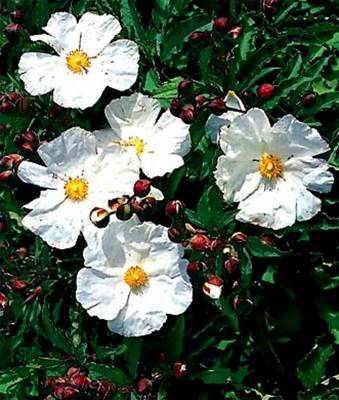 CISTUS X CORBARIENSIS